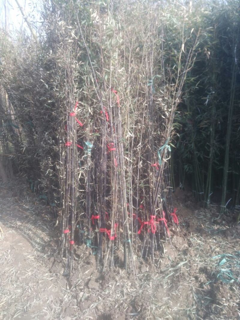 紫竹2~3m