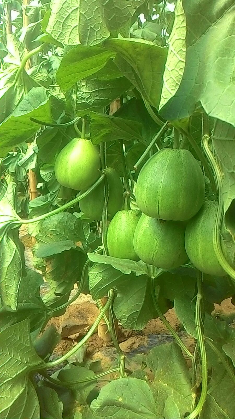 绿宝甜瓜 0.3斤以上批发_刘浩供应_一亩田农业