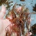 河虾活虾16~20只/kg