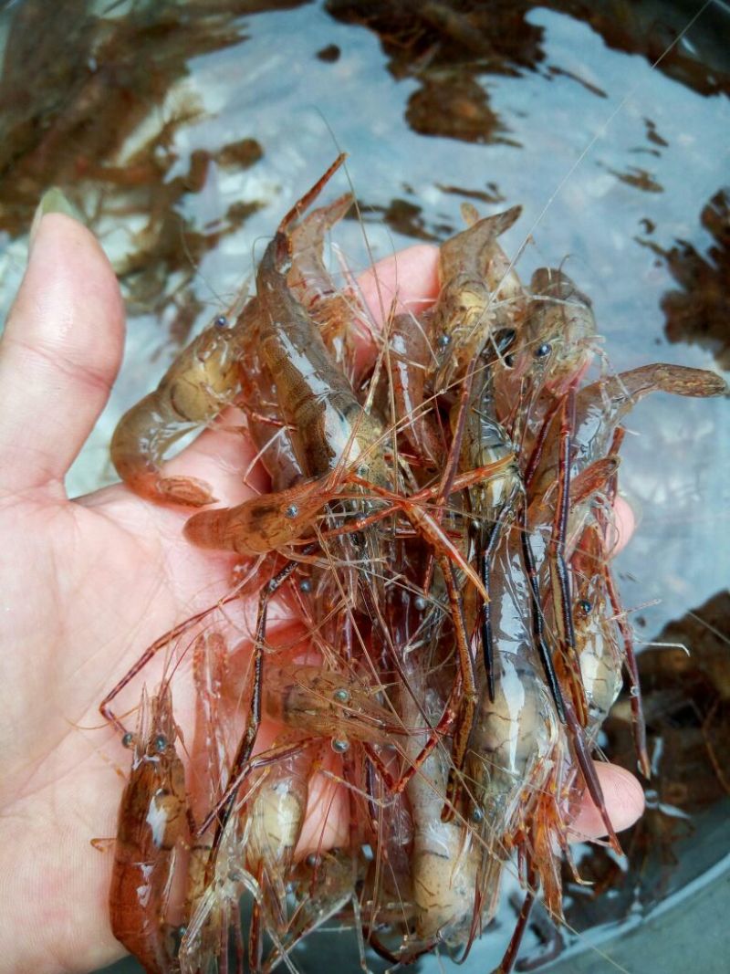 河虾活虾16~20只/kg