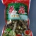 干香菇