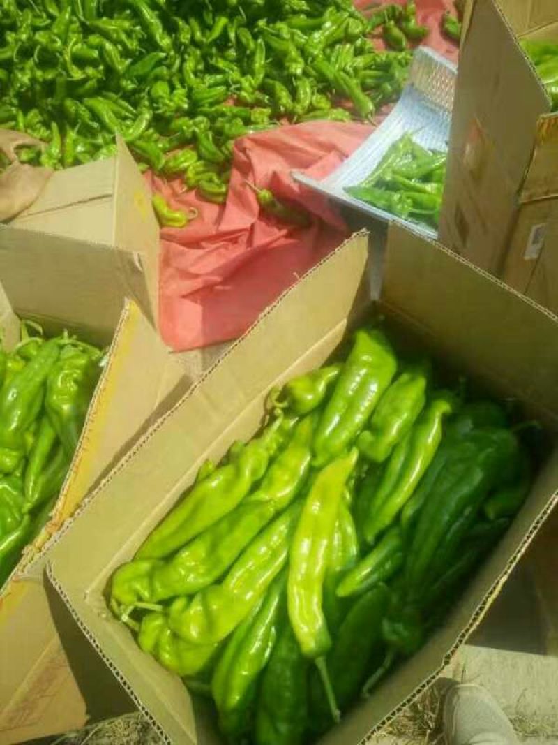 辣椒大青椒301辣椒20cm以上产地直供质量好价格公道