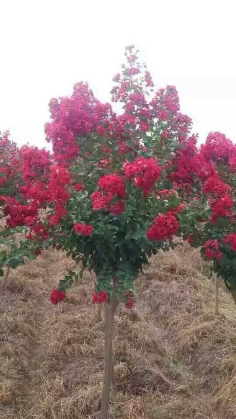 红花紫薇