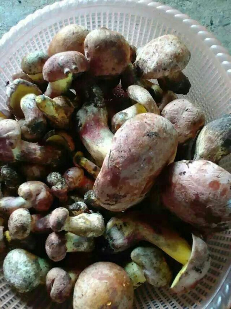 野生菌牛肝菌（红聪），也叫见手青，是云南特有的一种菌子。