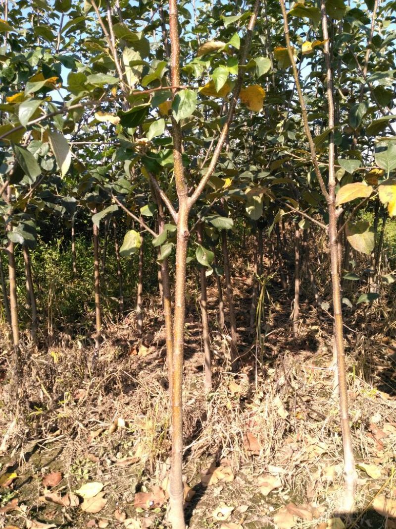 苹果树苗80cm以上