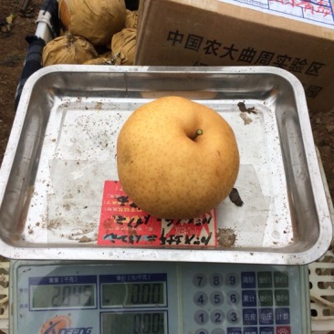 晚秋黄梨