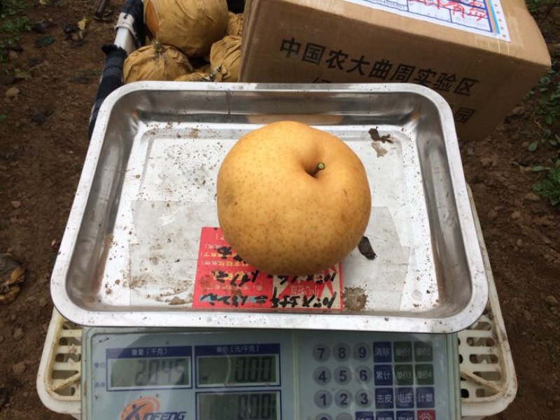 晚秋黄梨