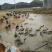 灰鹅肉鹅8~10斤