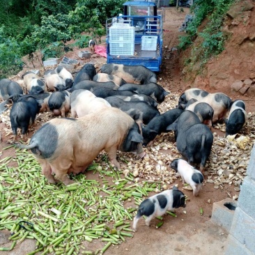 巴马香猪漳浦县南浦乡特色小型猪种开顺家庭农场