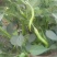 鲜辣椒10~15厘米青