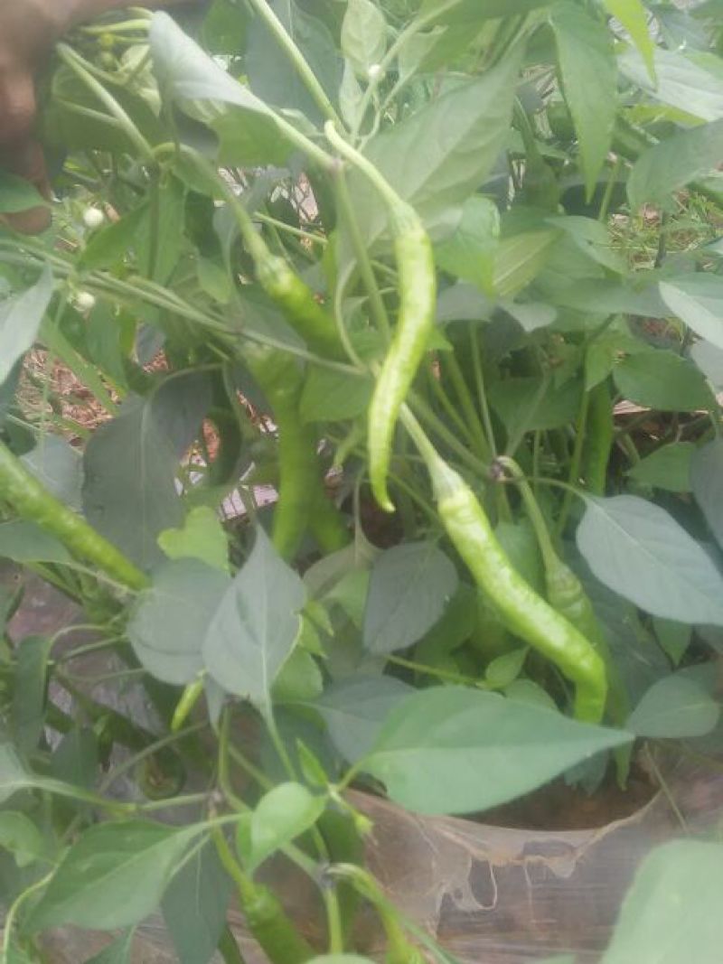 鲜辣椒10~15厘米青