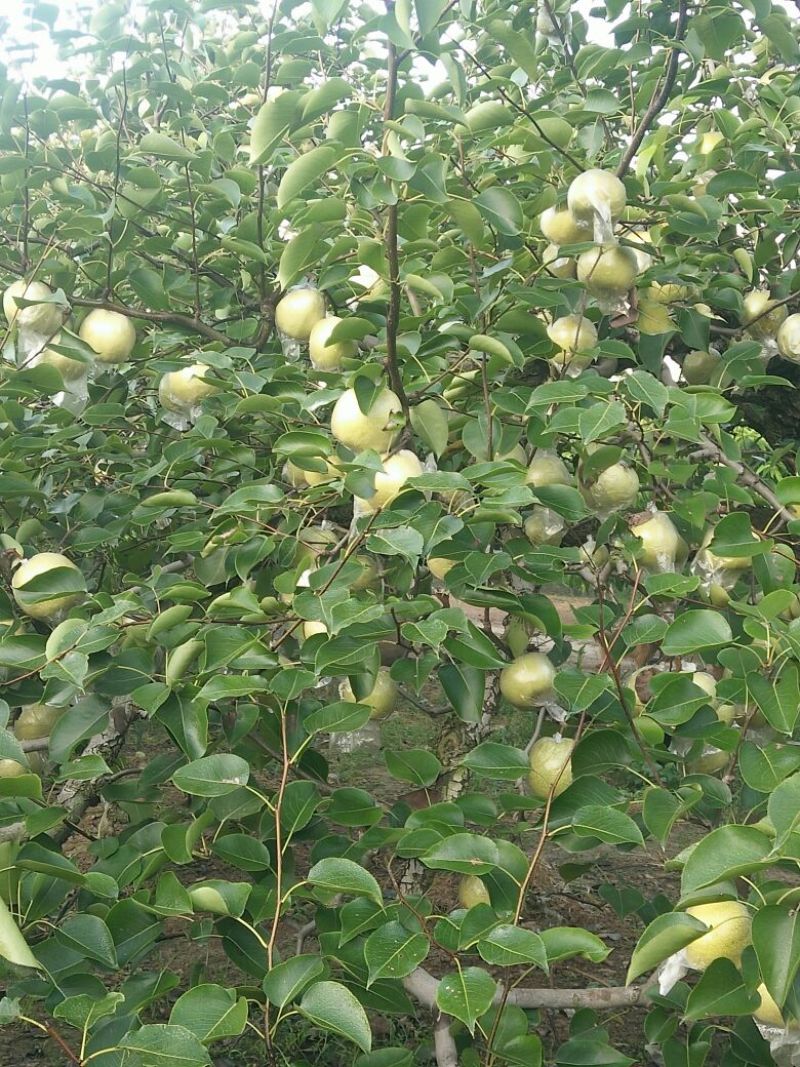 酥梨250~300g膜袋