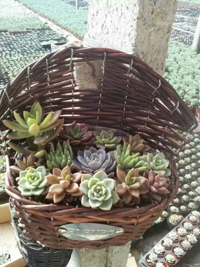 多肉植物含盆