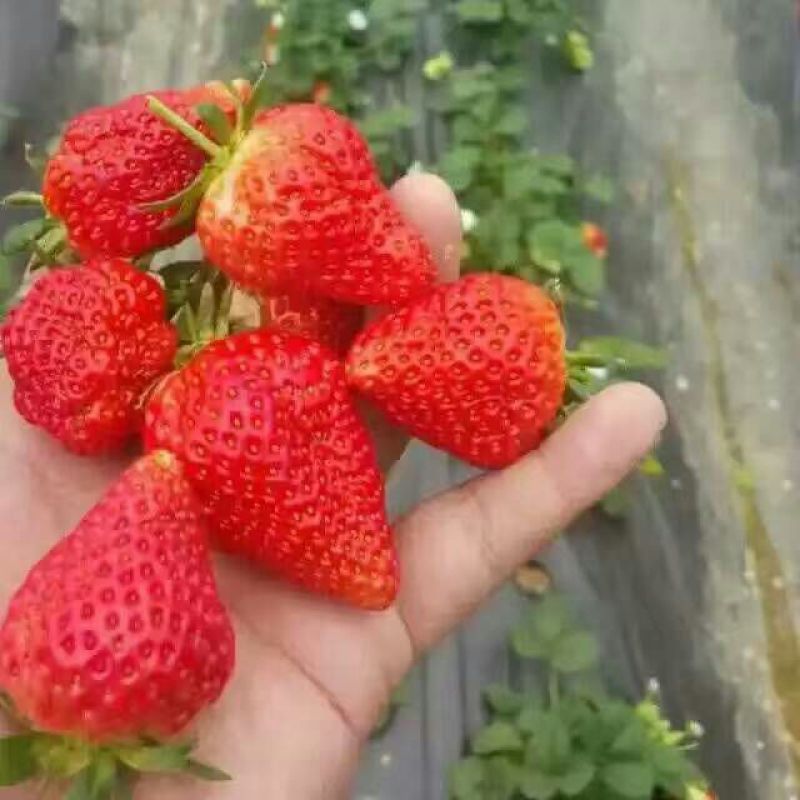 红颜草莓苗10~20cm