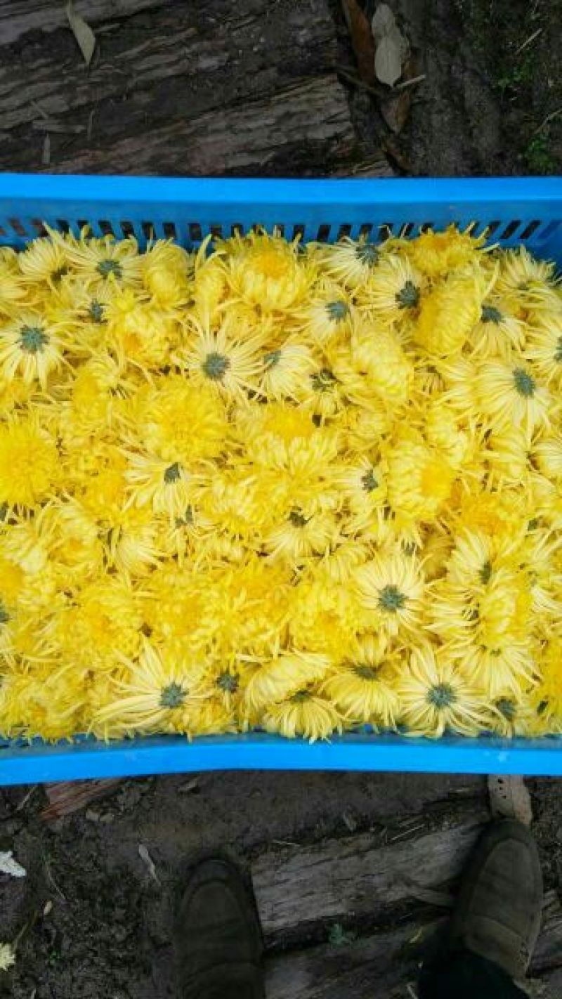 菊花茶开花
