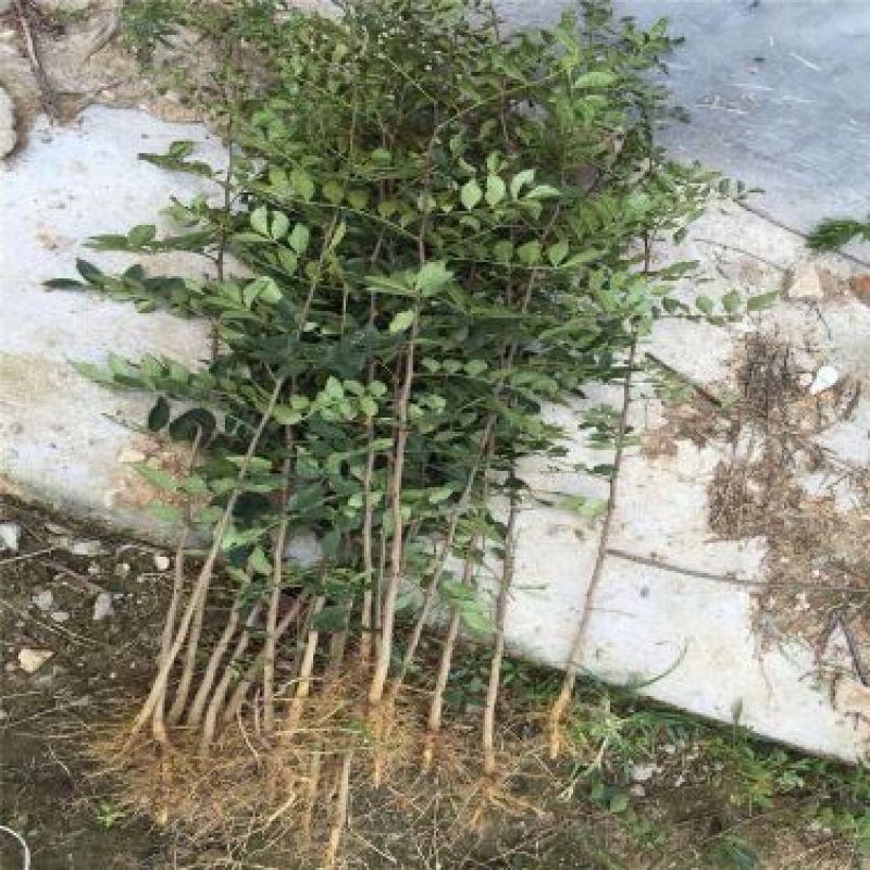花椒苗0.5~1年
