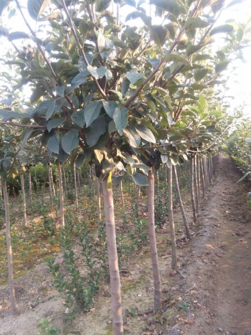 苹果树苗50~60cm，鲁丽苹果树苗，