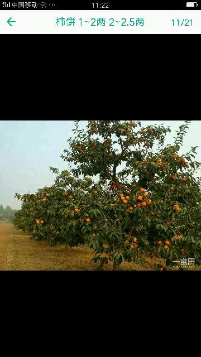 柿饼1~2两