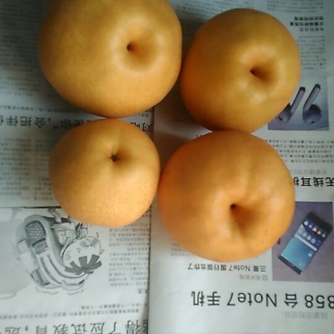 晚秋黄梨550~600g纸加膜
