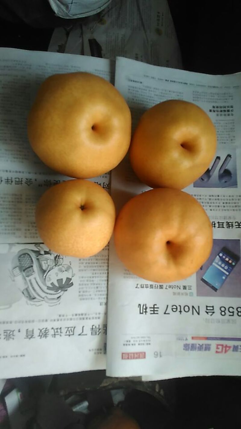 晚秋黄梨550~600g纸加膜