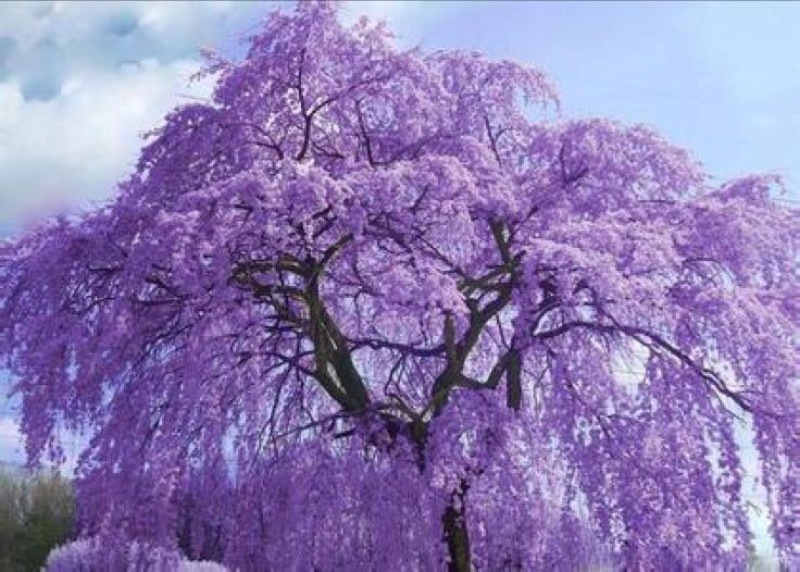 优质蓝花楹小苗，蓝花楹树苗，泸州蓝花楹小苗基地