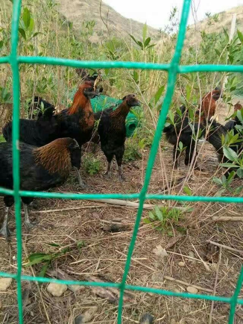 云南土鸡苗1斤以下