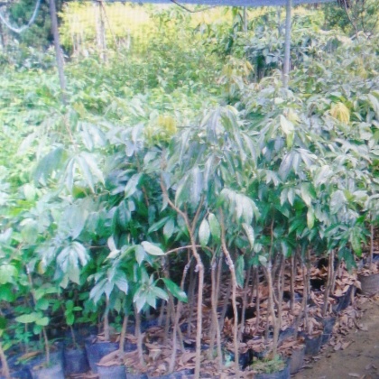 荔枝苗广东揭阳市普宁市_批发_供应-一亩田农