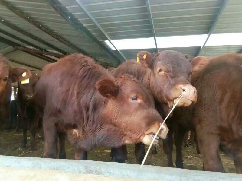 西门塔尔牛犊100~200kg