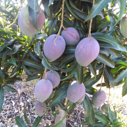 海南东方市芒果 4两以上批发_吴育供应_一亩田