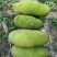 菠萝蜜10~20公斤档口批发电商代发
