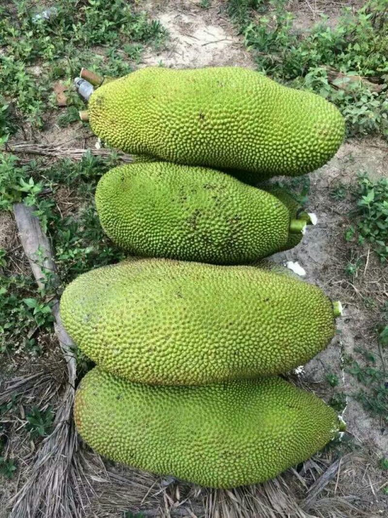 菠萝蜜10~20公斤档口批发电商代发