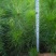 马尾松树苗30~50cm