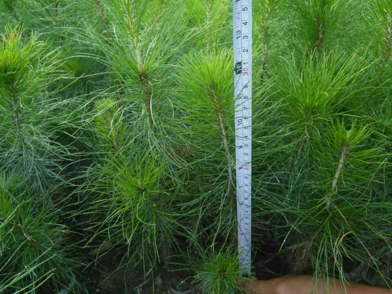 马尾松树苗30~50cm