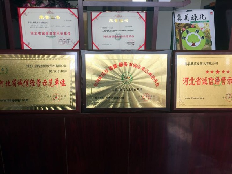 榆叶梅清地处理中，一棵也是批发价格，需要的抓紧联系