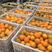 【实力供货】纽荷尔脐橙精品柑桔产地一手货源对接批发市场