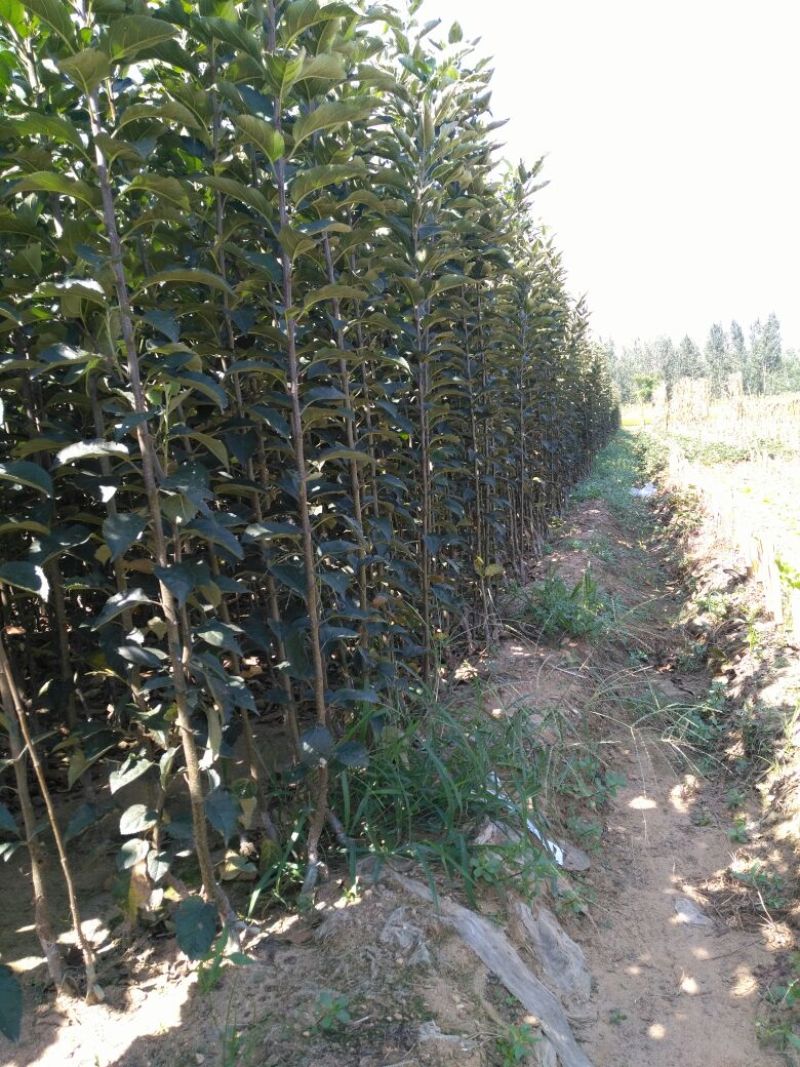苹果树苗80cm以上
