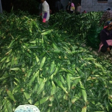 鲜玉米16~20%