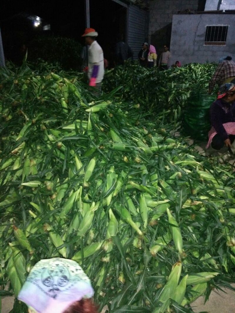 鲜玉米16~20%