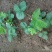 红颜草莓苗10cm以下脱毒草莓苗批发四季蒙纳瑞草莓