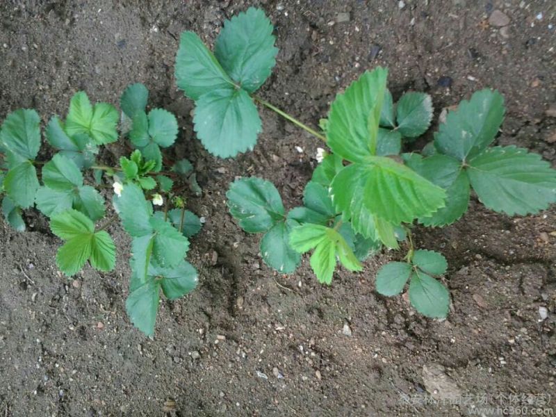 红颜草莓苗10cm以下脱毒草莓苗批发四季蒙纳瑞草莓
