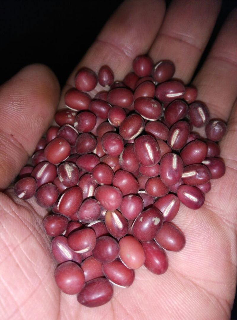 红小豆散装