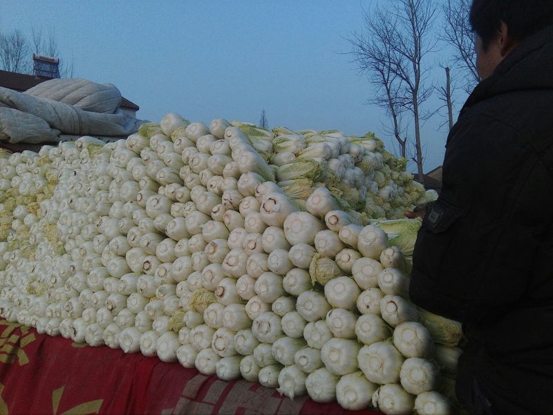 大白菜