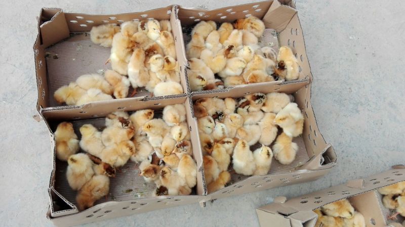 鸡苗1斤以下