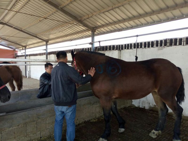 半血马400~500kg