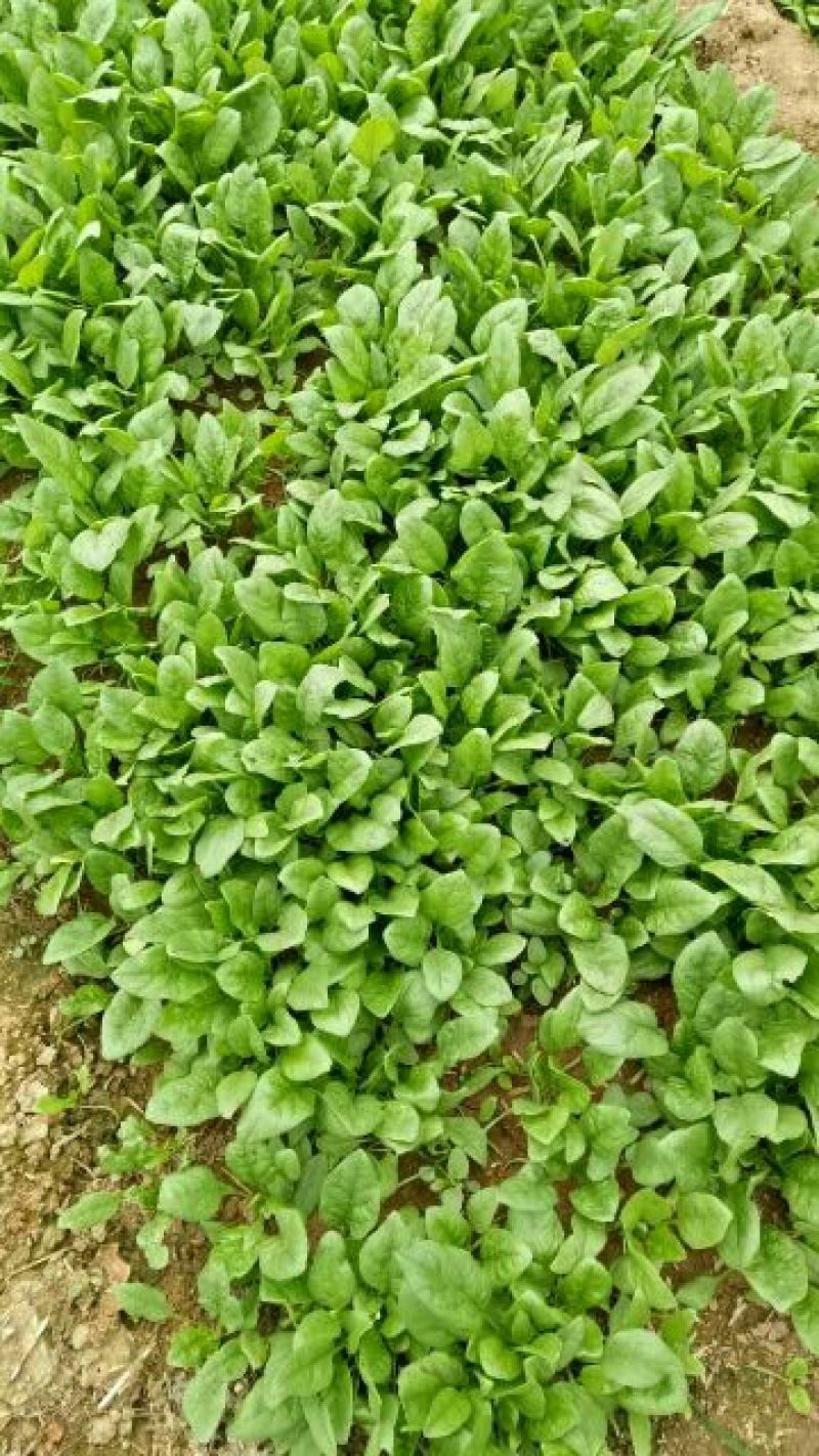 秋菠菜15~20厘米