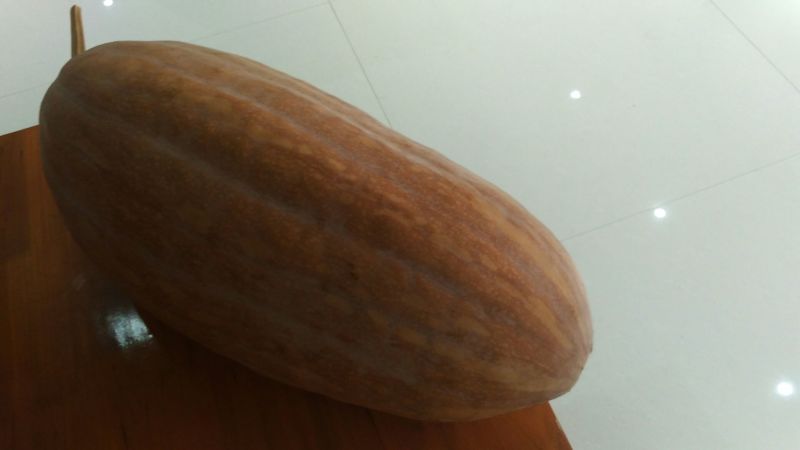 老南瓜4~5斤以上长条形