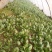大叶菠菜15~20厘米