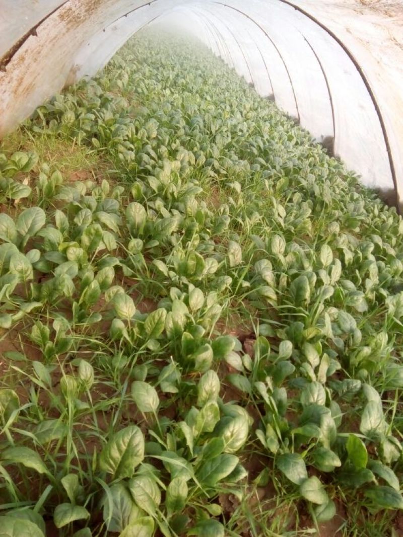大叶菠菜15~20厘米