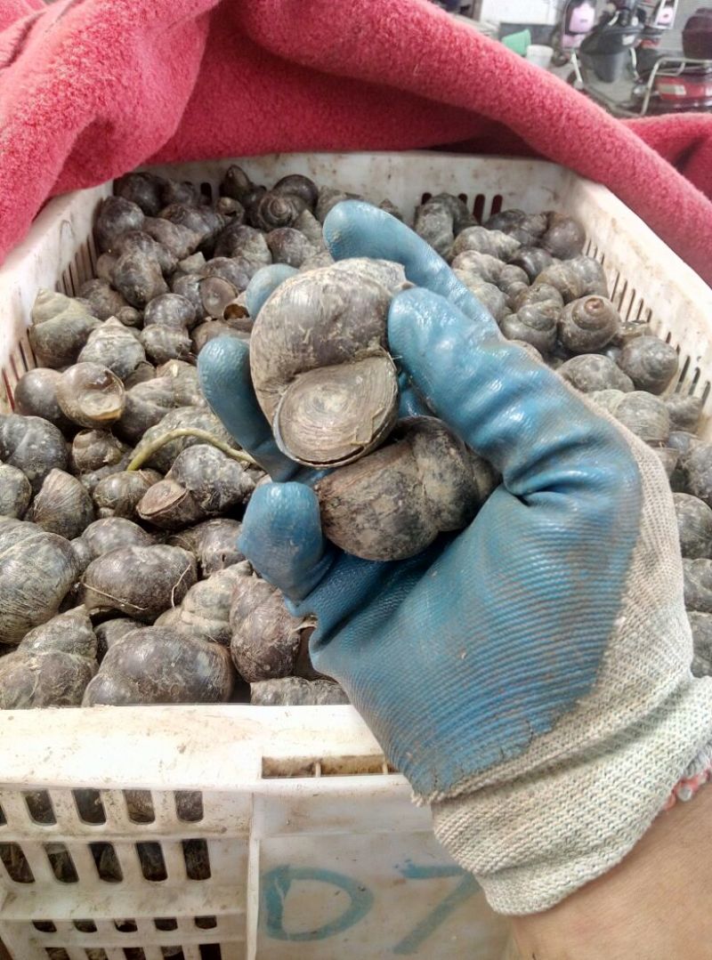 田螺食用鲜活