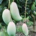 红象牙芒